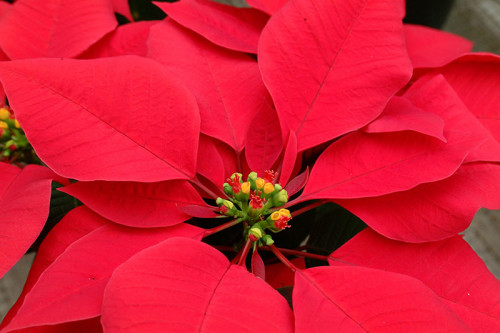 poinsettia (3)