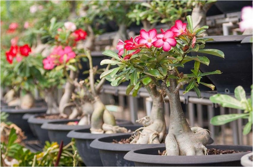 Адениум тучный адениум Adenium obesum, Adenium