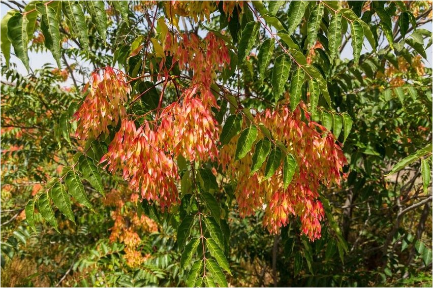 Ailanthus ailanthus