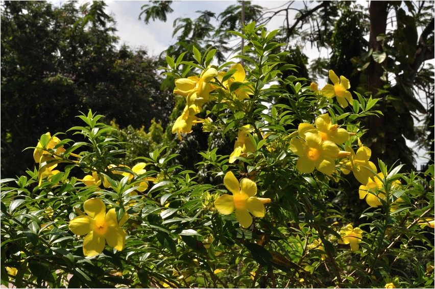 Алламанда алламанда Allamanda Allamanda