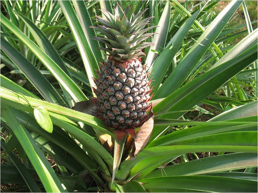 Ananas-Ananas