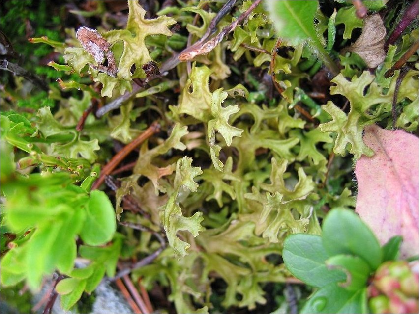 Цетрария исландская цетрария Cetraria Icelandic Cetraria