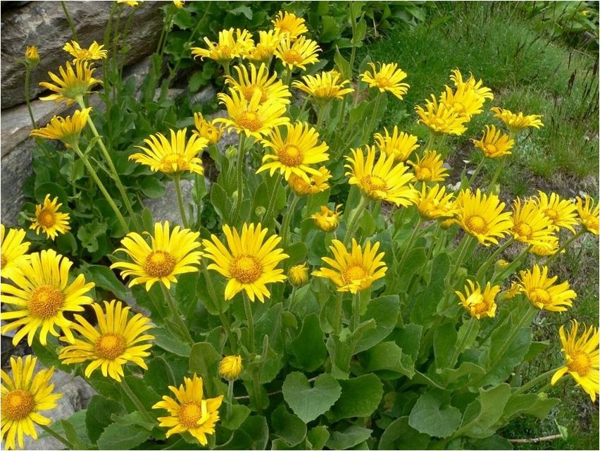 Doronicum doronicum