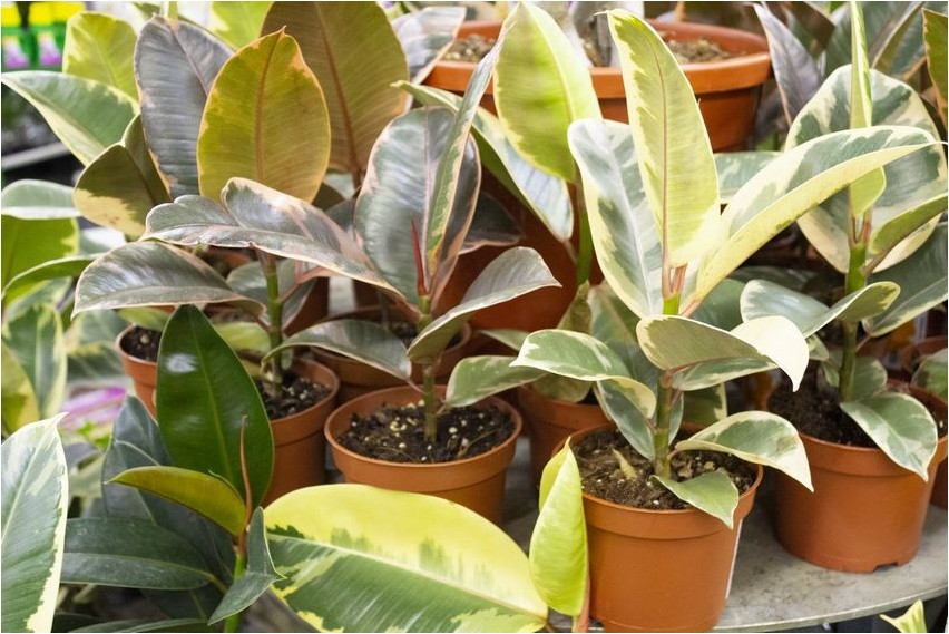 Ficus Ficus