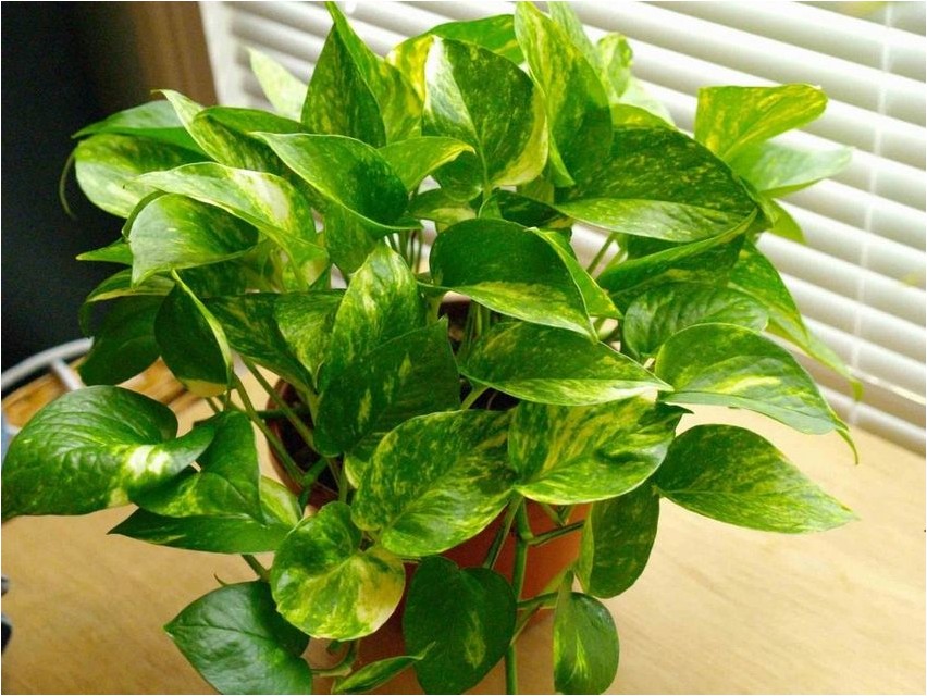 Goldenes Epipremnum (Epipremnum aureum)