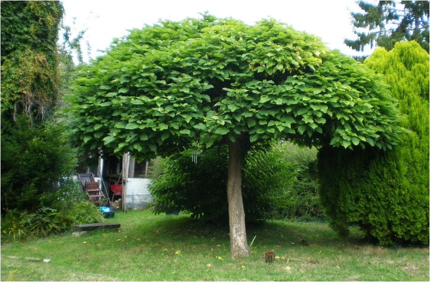 Catalpa katalpa