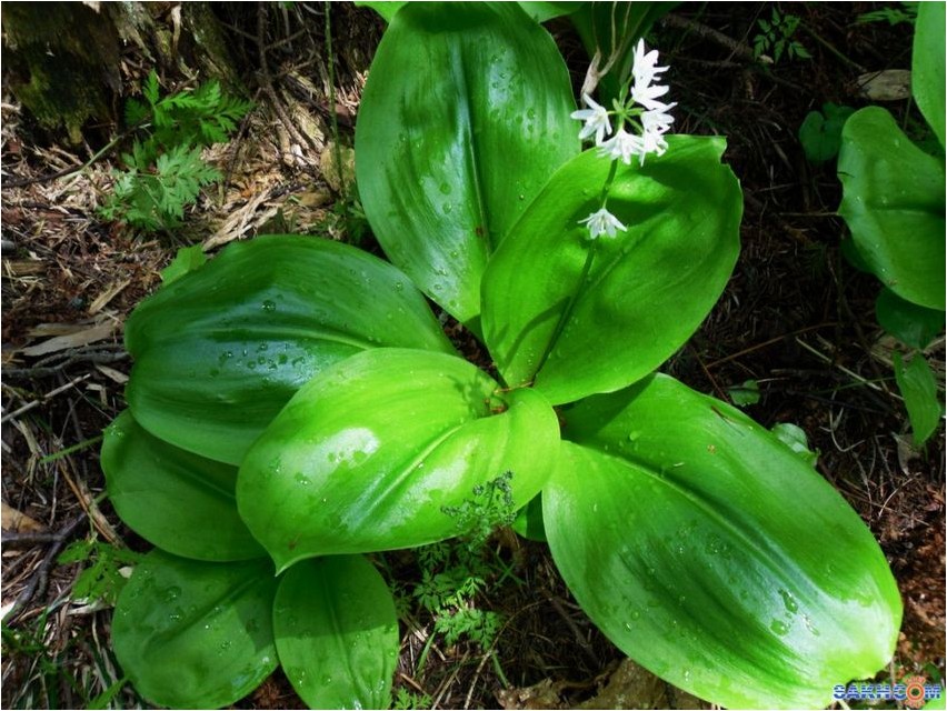 Clintonia oudensis (Clintonia)
