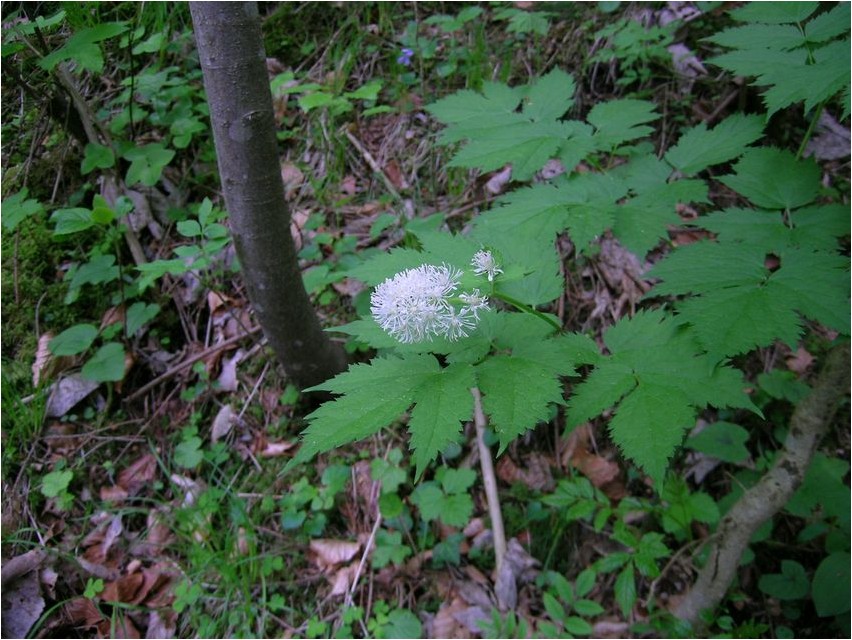 Клопогон борщевиколистный клопогон Must lupja (Copcogon hogweed)