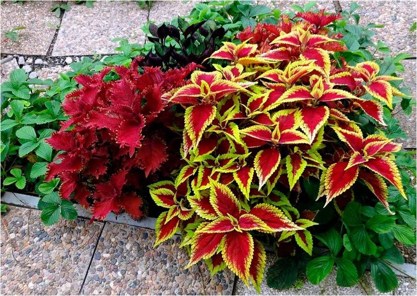 Колеус гибридный колеус Coleus hybrid coleus