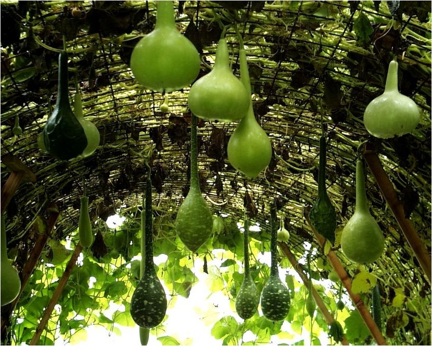 Лагенария лагенария Lagenaria lagenaria