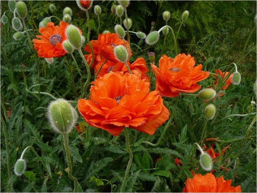 Мак голостебельный голостебельный Mohn (Nacktmohn)