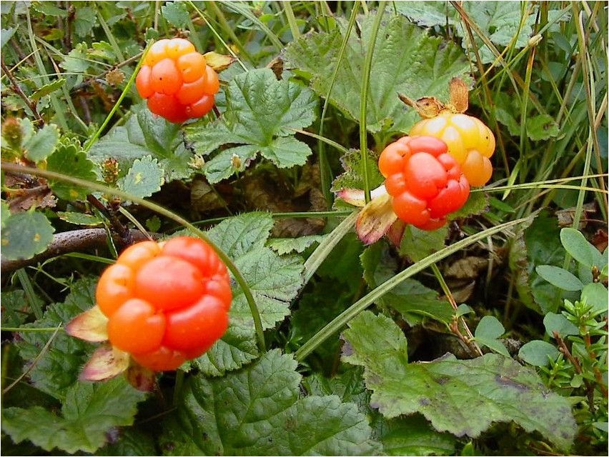 Moltebeere, gedrungene Moltebeere