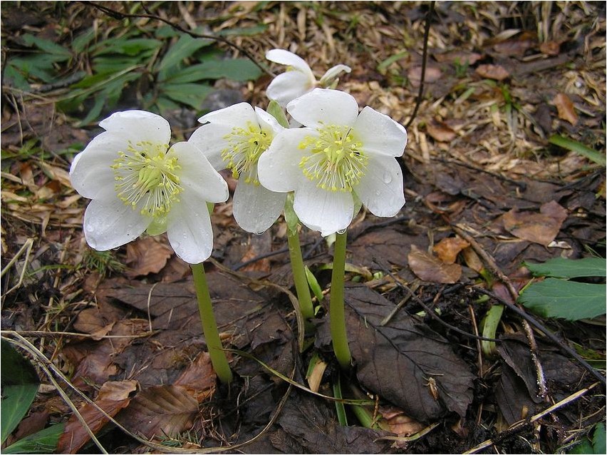 Морозник черный морозник Hellebore must hellebore