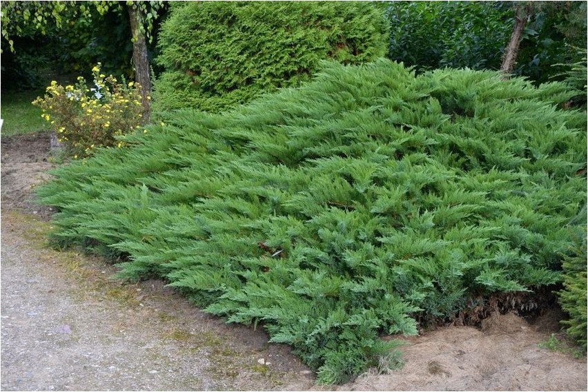Juniper Cossack juniper