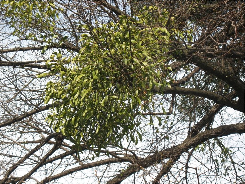 Puuvõõrik (Mistletoe)
