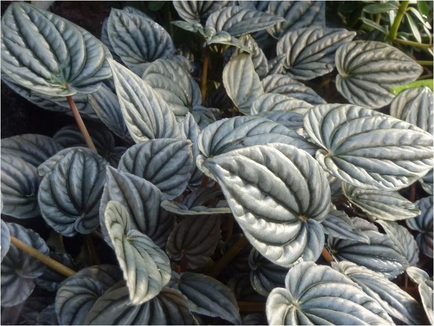 Пеперомия серебристая пеперомия Peperomia hõbedane peperomia