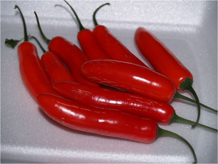 Serrano pipar