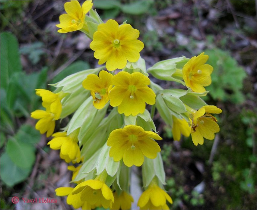 Первоцвет крупночашечный первоцвет Priimula suure tassiga priimula