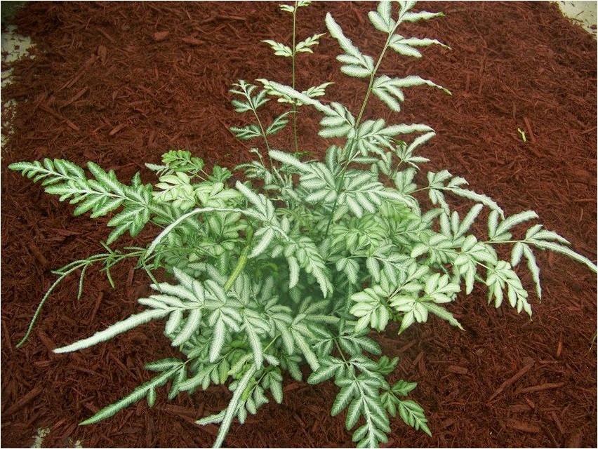 Pteris Kretischer Pteris