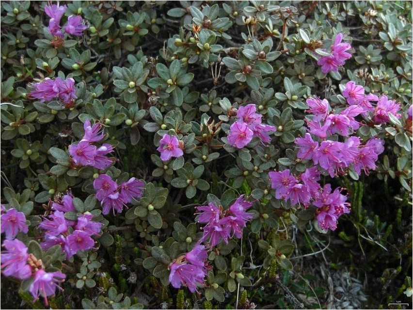 Рододендрон мелколистный рододендрон Rododendron väikeselehine rododendron