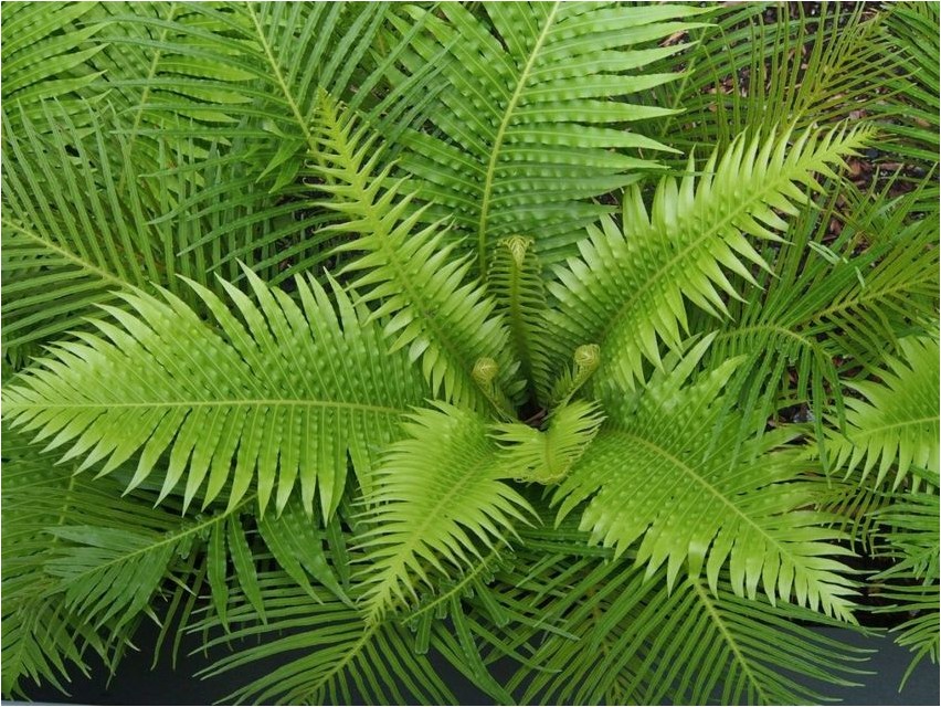 Блехнум горбатый блехнум Blechnum humpback blechnum