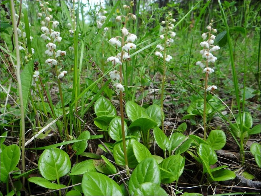 Грушанка грушанка Wintergreen wintergreen