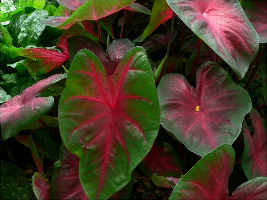 Каладиум двухцветный каладиум Caladium zweifarbiges Caladium