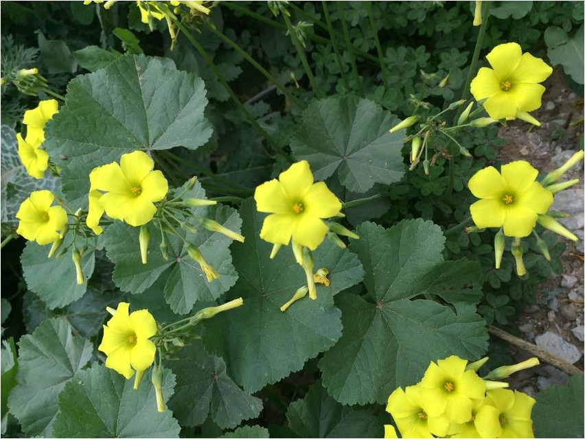Кислица козья кислица Oxalis Ziege Oxalis