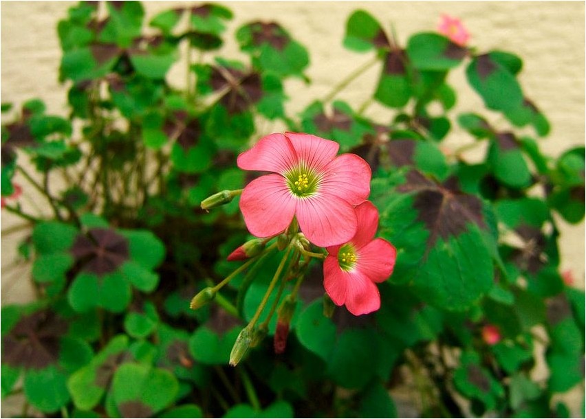 Кислица козья кислица Oxalis Ziege Oxalis