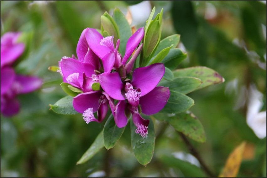 Кислица козья кислица Oxalis Ziege Oxalis
