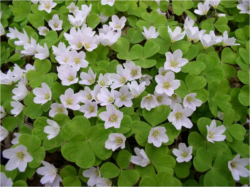 Кислица козья кислица Oxalis Ziege Oxalis