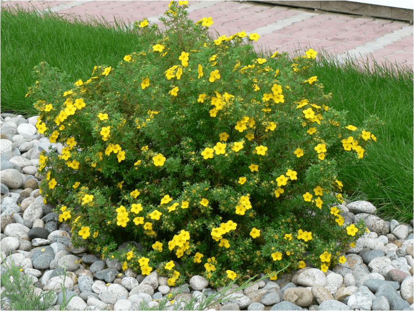 Лапчатка лапчатка Potentilla cinquefoil