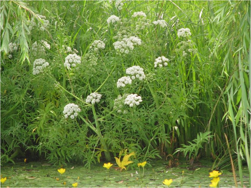 Омежник водяной омежник Omezhnik Wasser Omezhnik