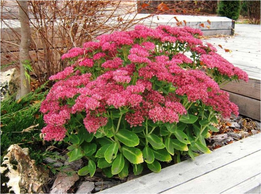 Седум седум Sedum sedum