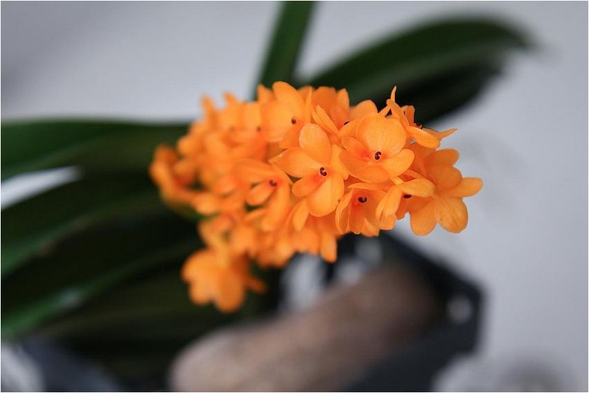 Аскоцентрум аскоцентрум Ascocentrum ascocentrum