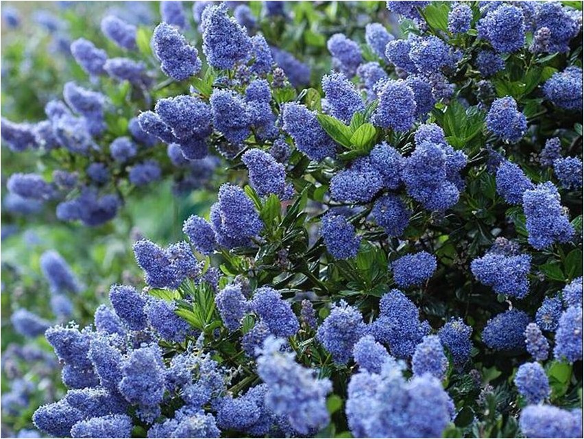 Ceanothus ceanothus