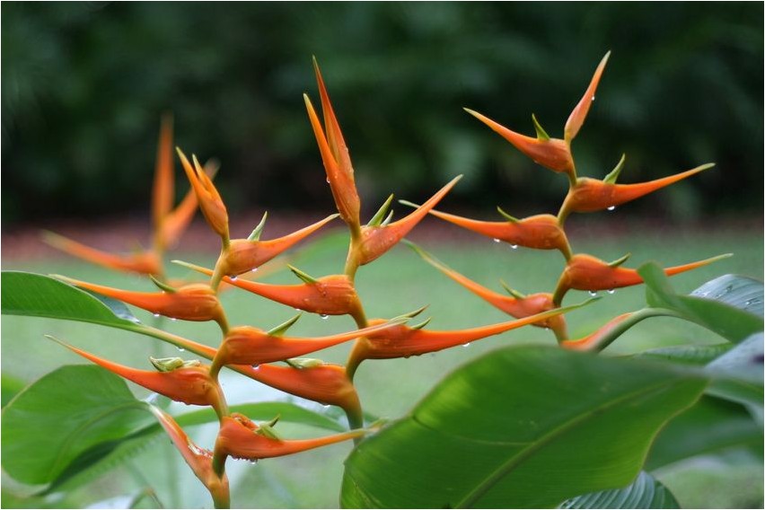 Геликония геликония Heliconia heliconia