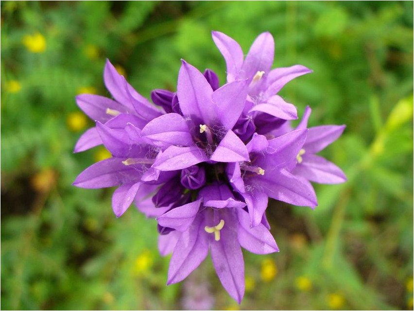 Campanula bolognese