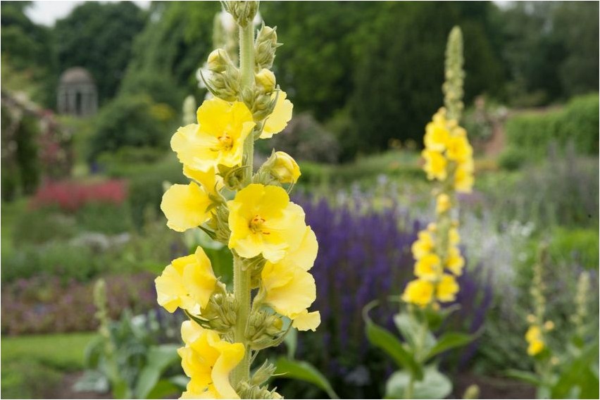 Mullein mullein