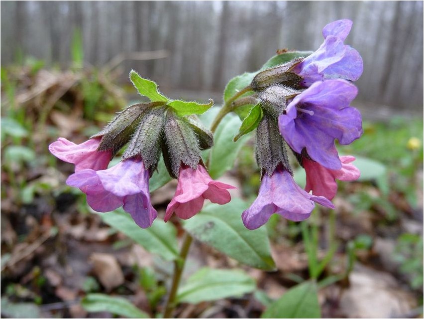 Медуница неясная медуница Lungwort obscure lungwort