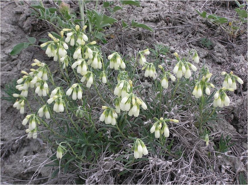Onosma lihtsaim onosma
