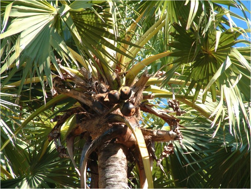 Пальма пальмировая пальма palmüüra palm