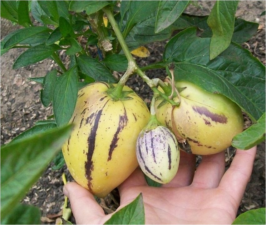 Пепино пепино Pepino, Pepino