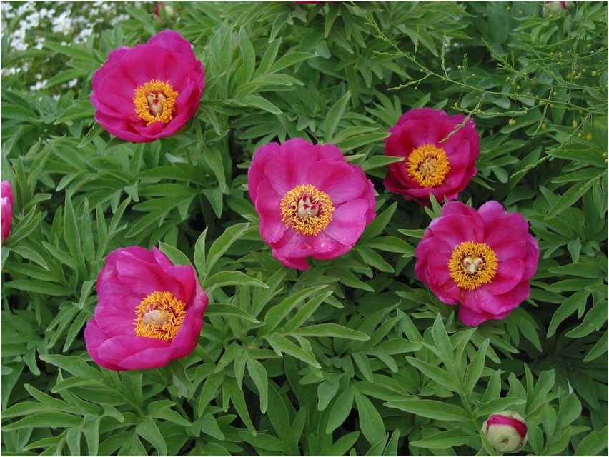 Пион уклоняющийся пион Peony Evasive Peony