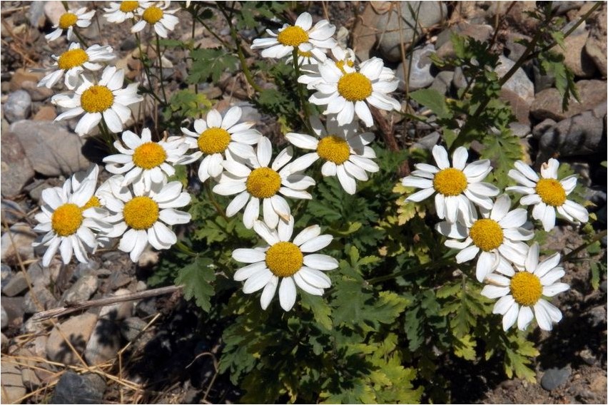 Pyrethrum neiu lehe-hein