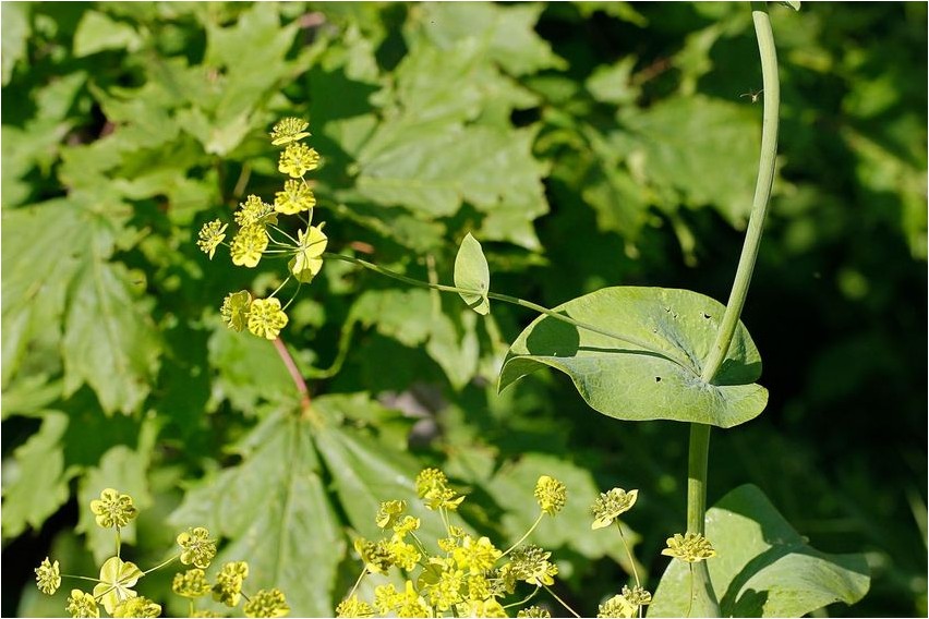 Володушка длиннолистная володушка Volodushka longifolia