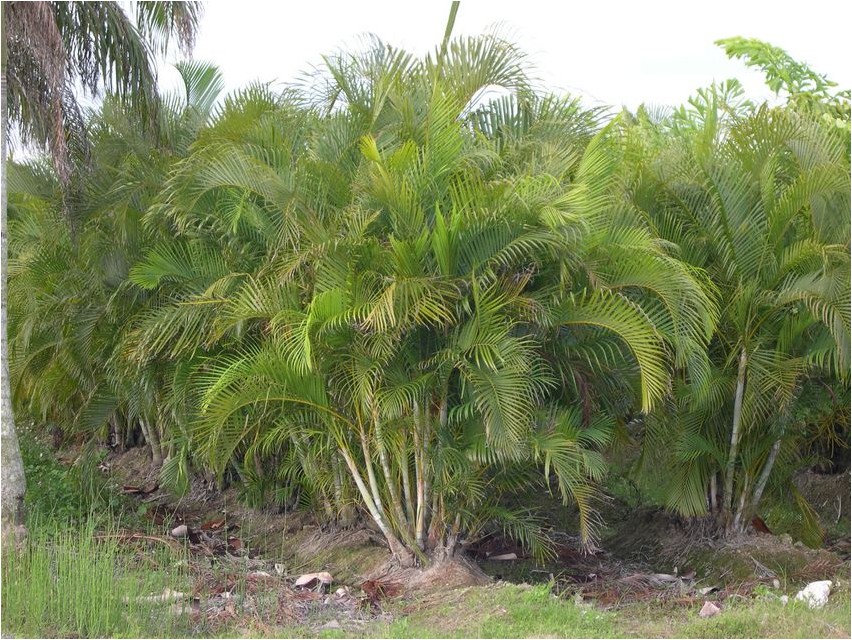 Арековая пальма, или Бетелевая пальма пальма Areca-Palme oder Betelpalme