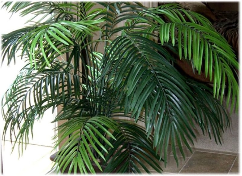 Арековая пальма, или Бетелевая пальма пальма Areca-Palme oder Betelpalme