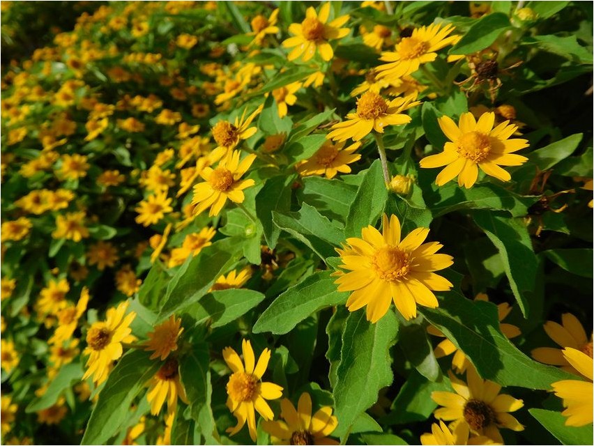 Арника арника Arnica arnica