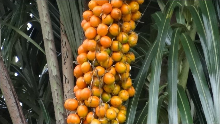 Avara Avara